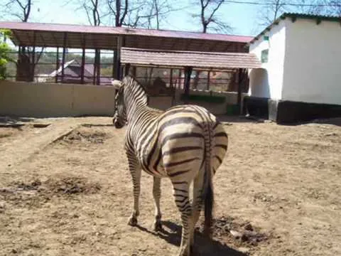 Grădina Zoologică din Chișinău — fotografie 2