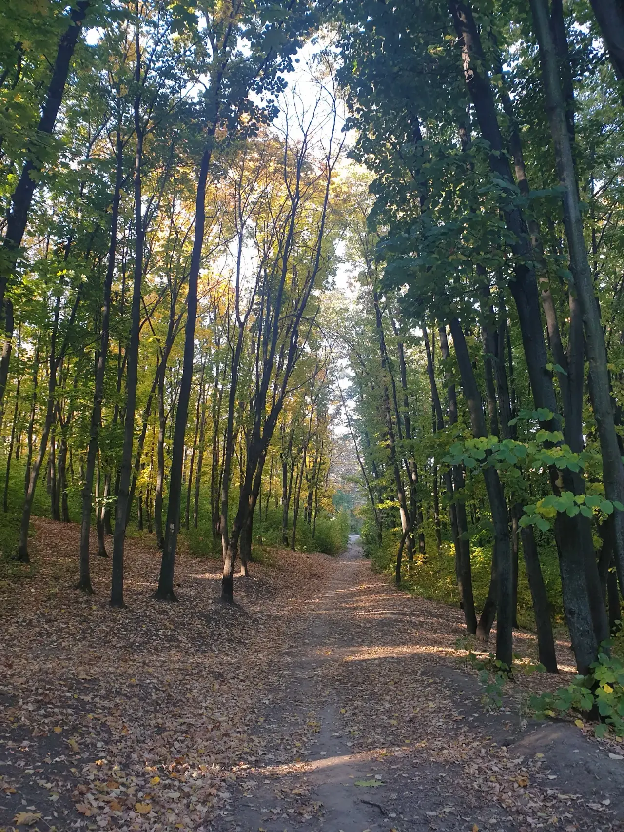 Pădurea-Parc „Calea Orheiului”