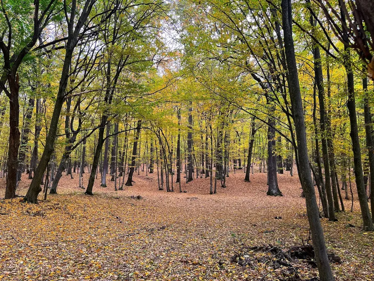 Rezervația Codrii